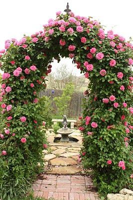 Elegant Climbing Rose Flower Seeds