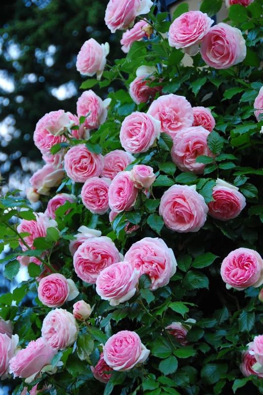 Elegant Climbing Rose Flower Seeds