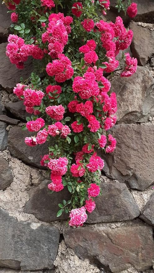 Elegant Climbing Rose Flower Seeds