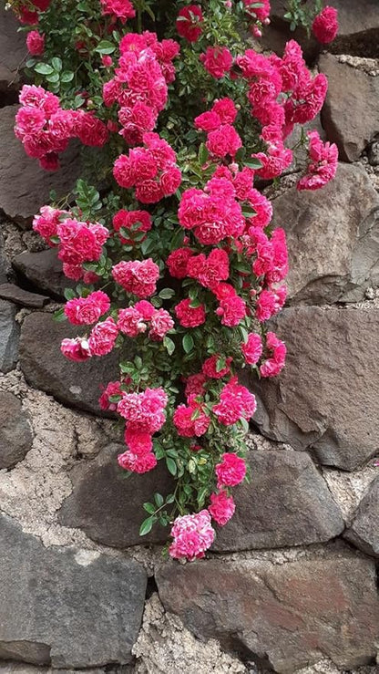 Elegant Climbing Rose Flower Seeds